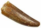 Fossil Sauropod Dinosaur (Titanosaur) Tooth - Morocco #369662-1